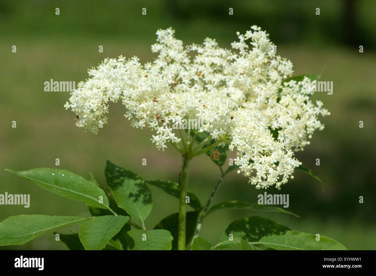Weisser, Holunder; Haschberg; Holunderbeere; Sambucus, nigra ...
