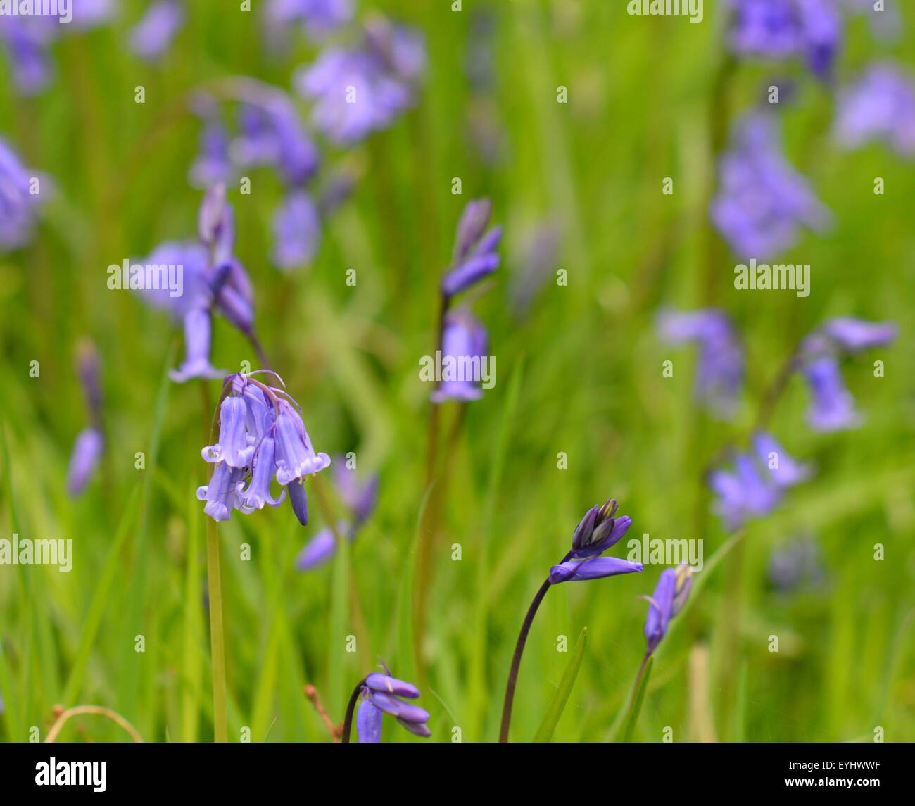 Bluebells growing in long grass in April. Stock Photo