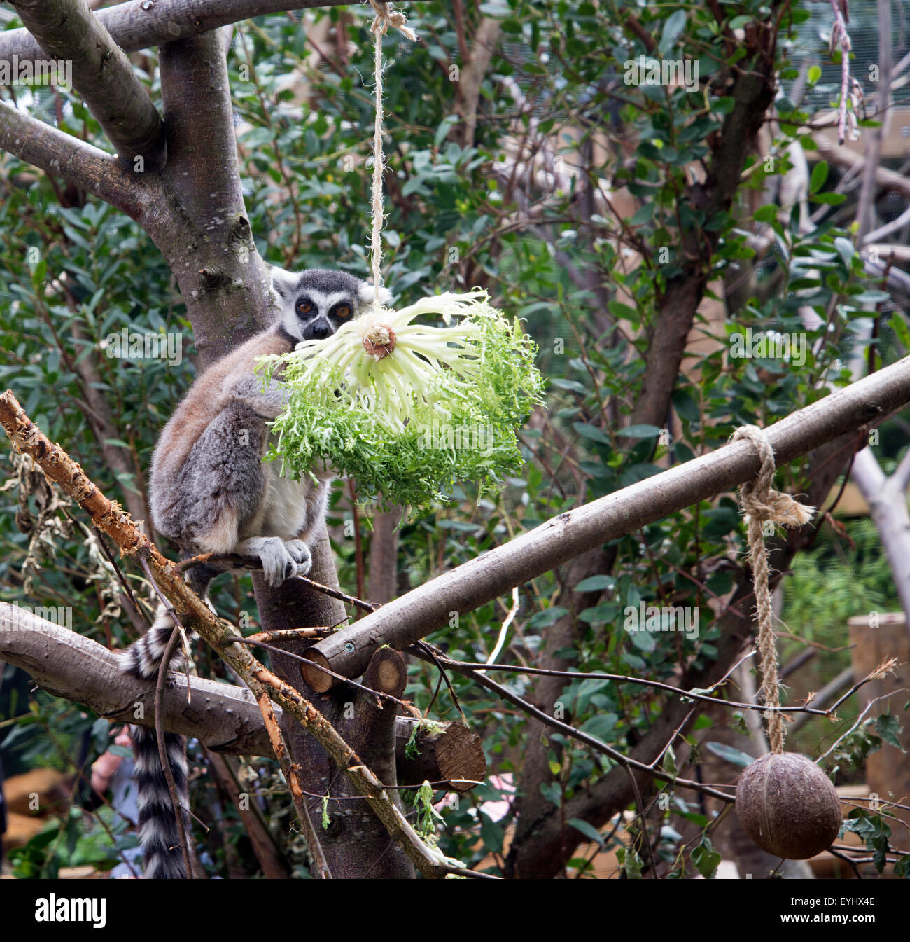 Ring-tailed lemur bright eyed sitting in the tree looking out of the enclosure at visitors. London Zoo. Stock Photo