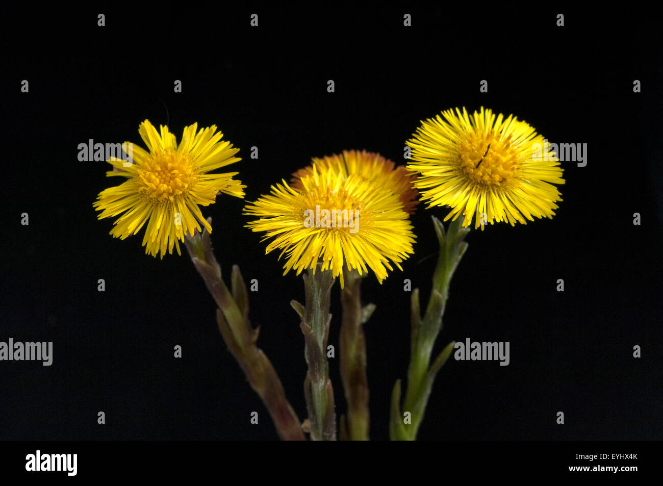 Huflattich; Tussilago Farfara; Stock Photo