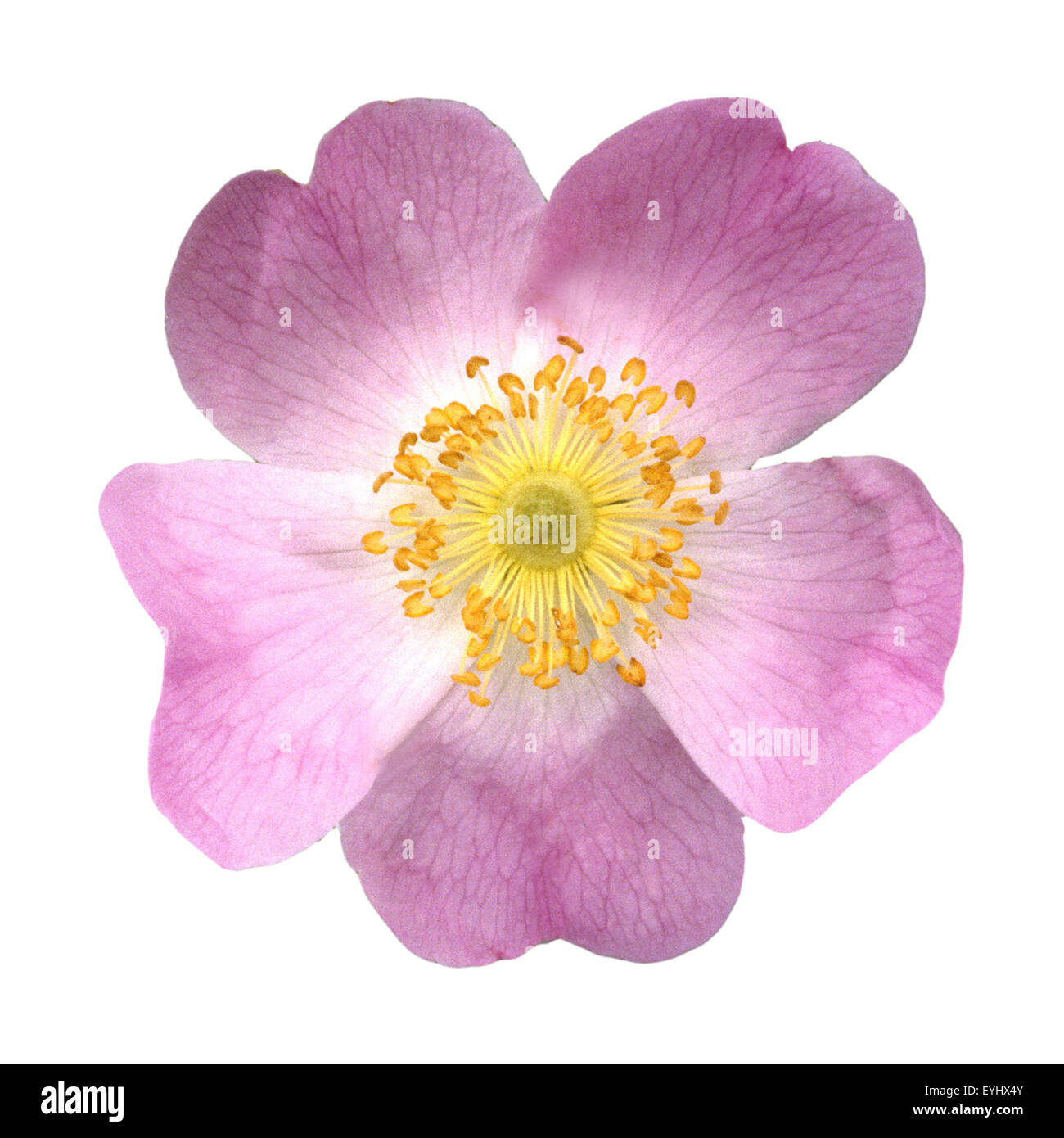 Hundsrose; Heckenrose; Rosa canina; Stock Photo