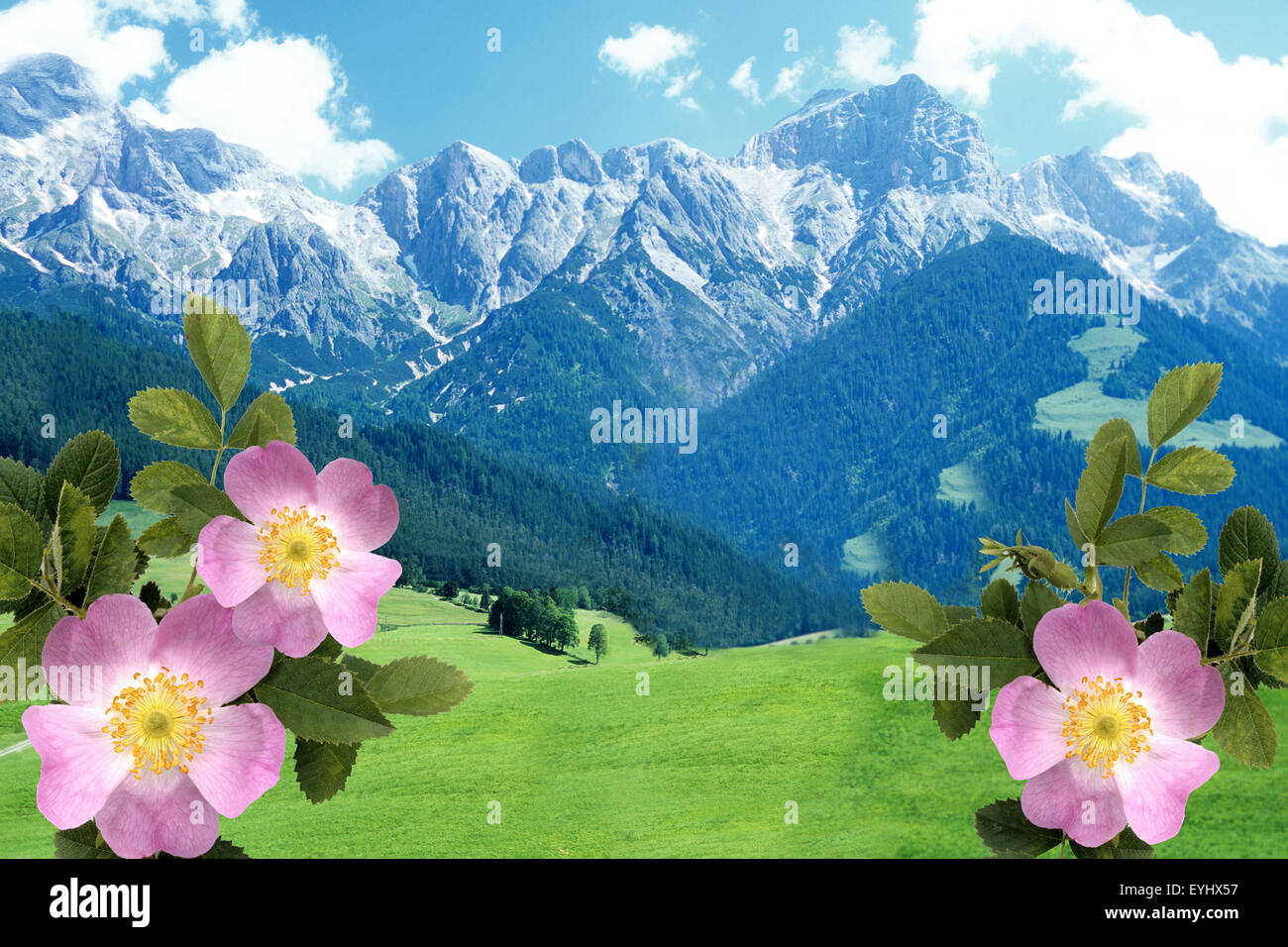 Hundsrose; Berge, Gebirge, Mountains, Stock Photo