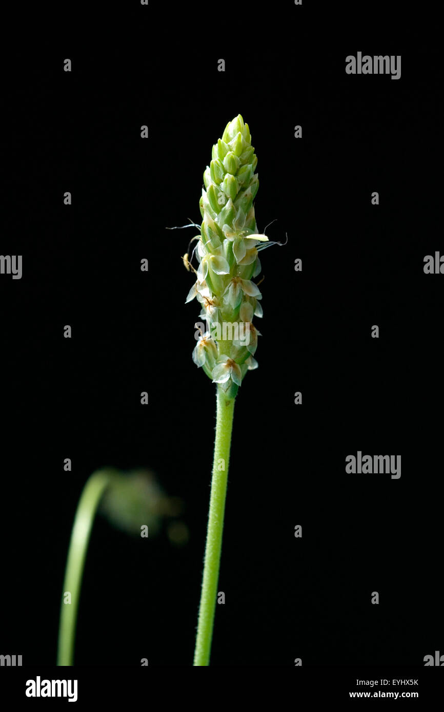 indischer flohsamen, Flohsamenkraut, flohsamen, Plantago ovata, Wegerich, Stock Photo