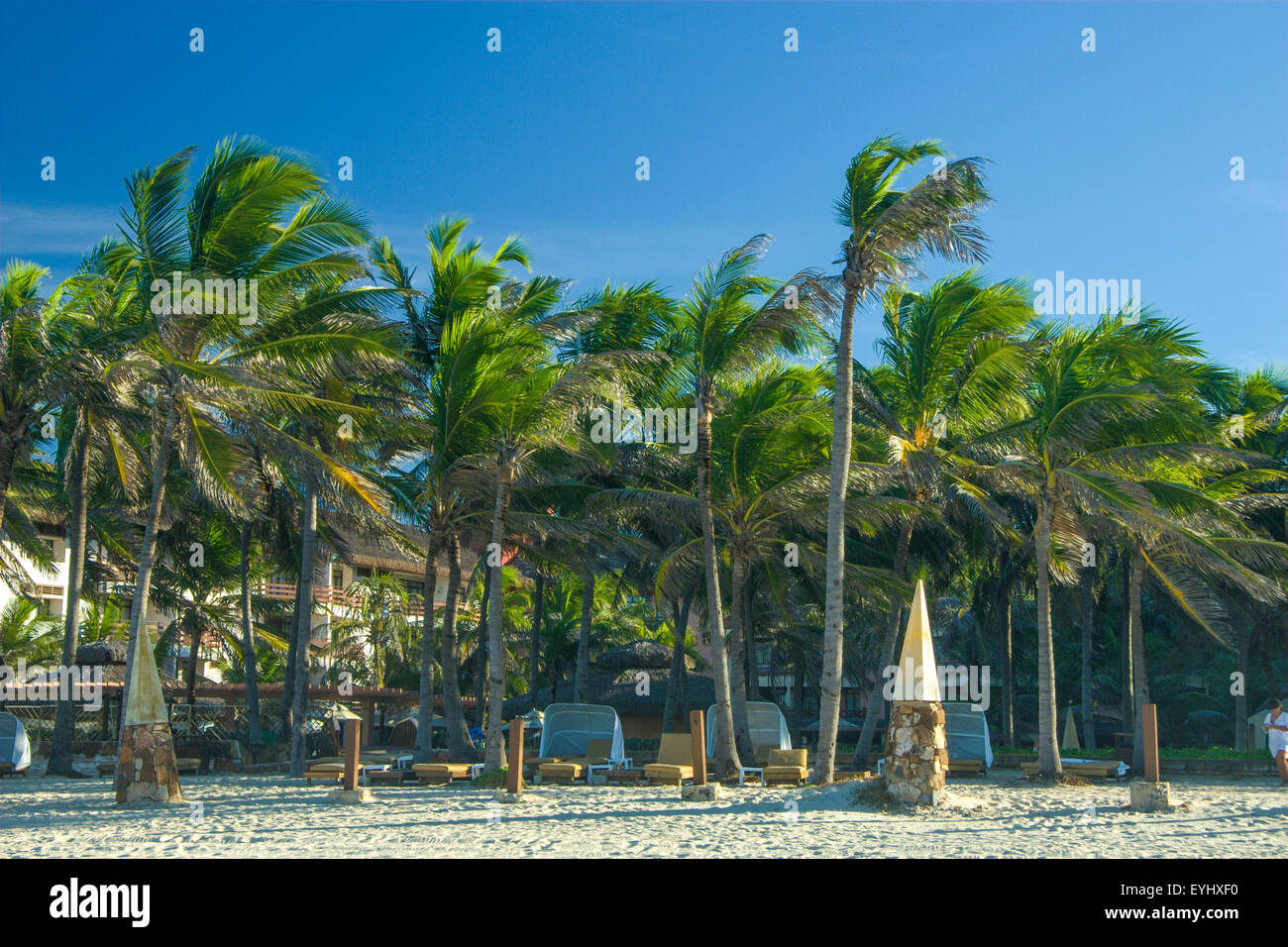 A line of coconut palm trees in Beach Park, Fortaleza, Ceará, Brazil. Stock Photo