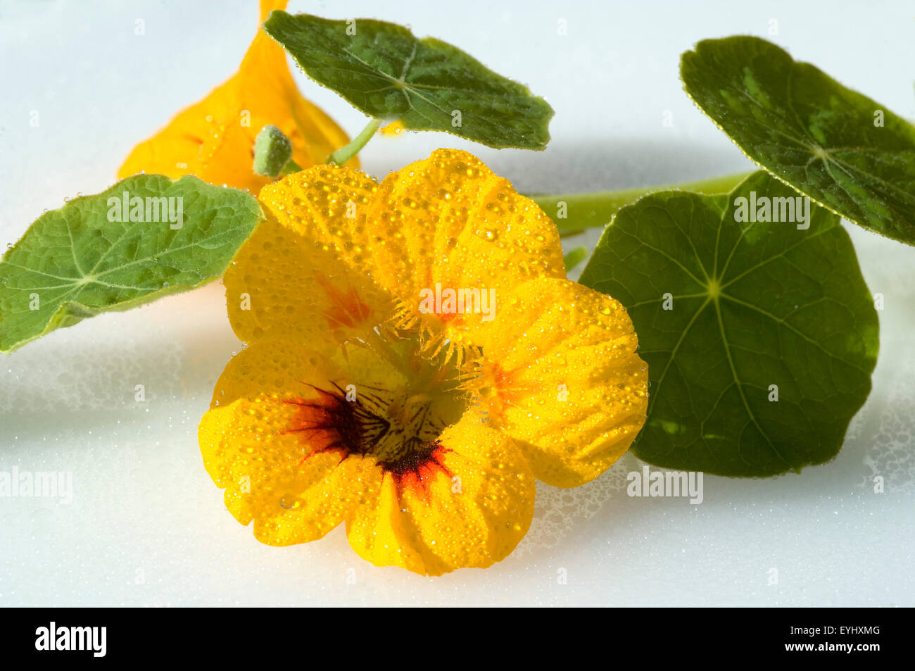 Kapuzinerkresse, Tropaeolum majus, Rankpflanze, Essblume, essbare