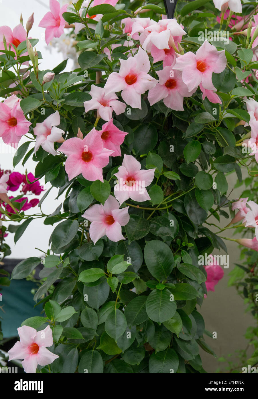 Mandevilla hi-res stock photography and images - Alamy