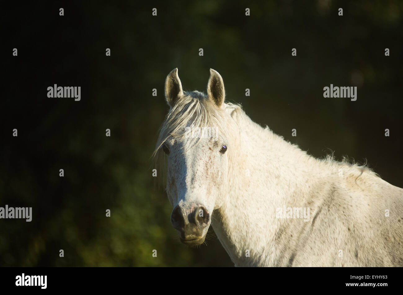 Parana, Brazil. White stallion horse. Stock Photo