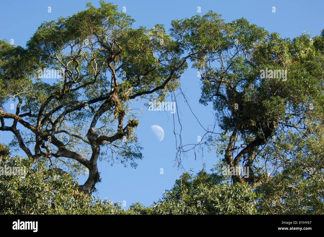 Parana, Brazil. Half Moon through the trees of Mata Atlantica forest. Stock Photo