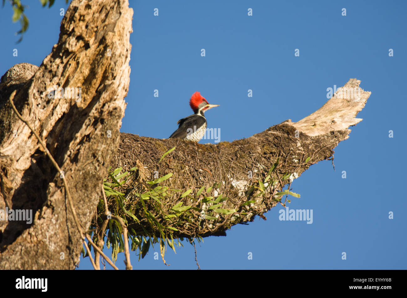 Parana, Brazil. Red crested woodpecker. Mata Atlantica forest. Stock Photo