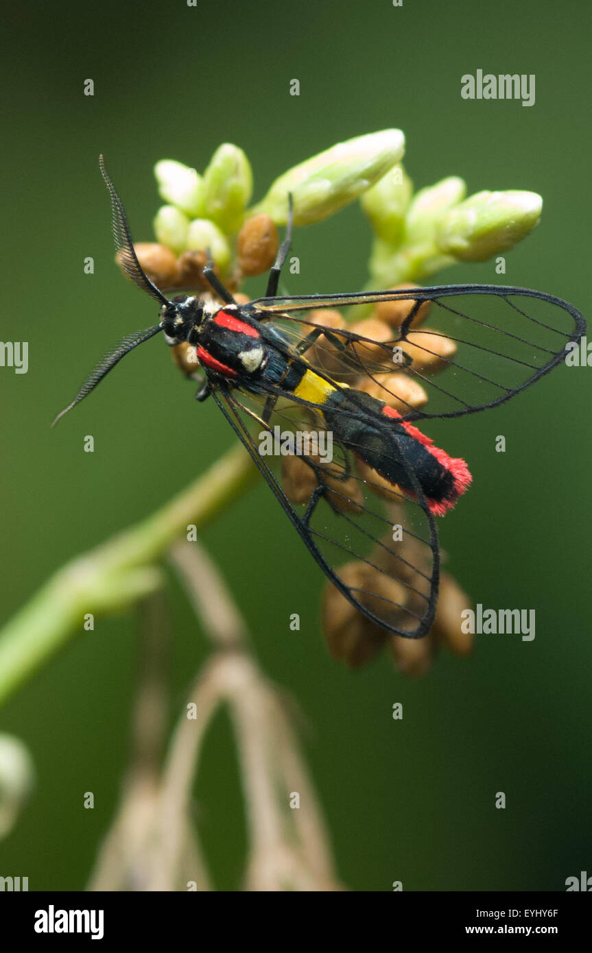 Parana, Brazil. Transparent winged, black and red wasp moth on buds. Stock Photo