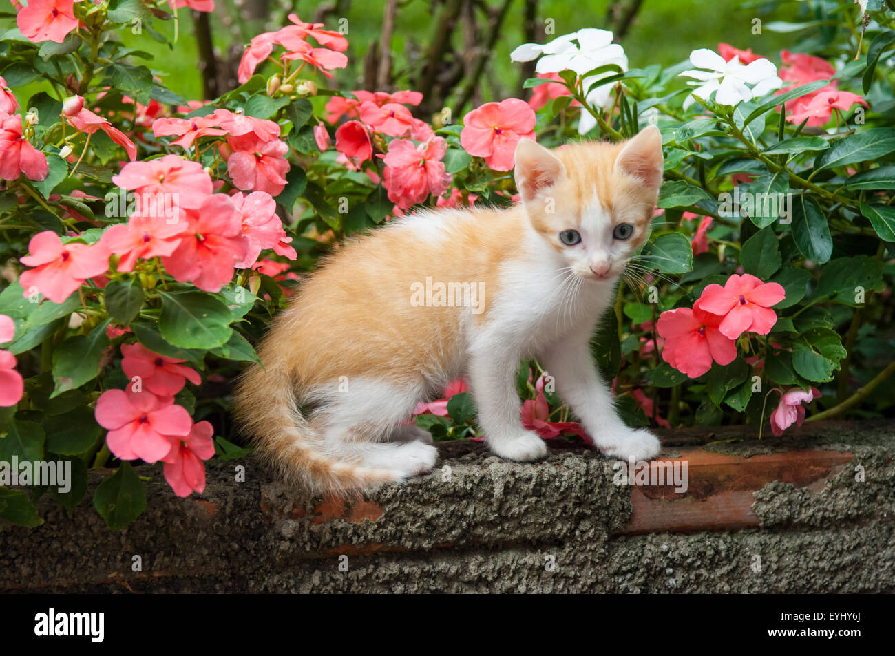Parana, Brazil. Kitten on a wall with pink periwinkle flowers. Stock Photo