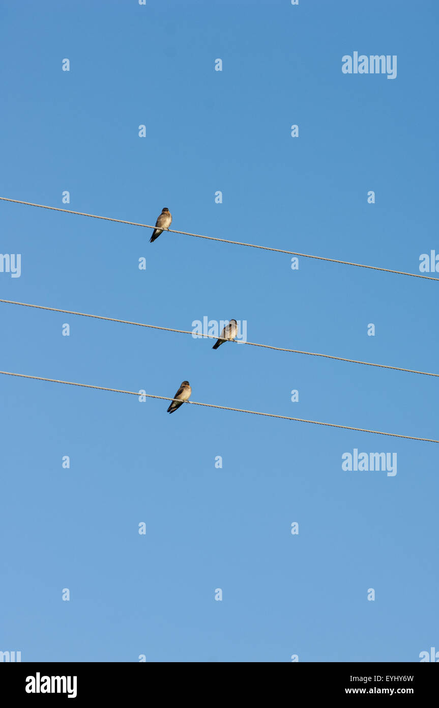 Parana, Brazil. Three birds on three wire cables. Stock Photo