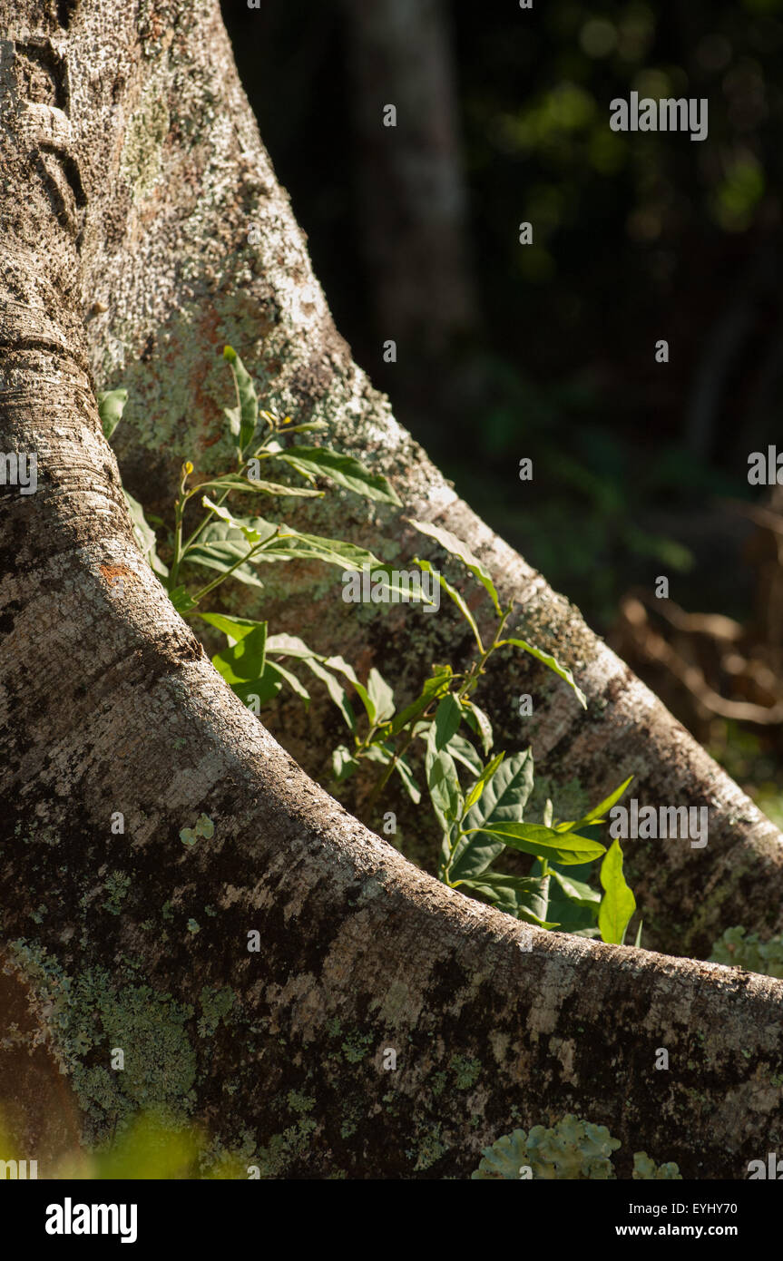 Parana, Brazil. Mata Atlantica forest tree roots embrace seedling green shoots. Stock Photo