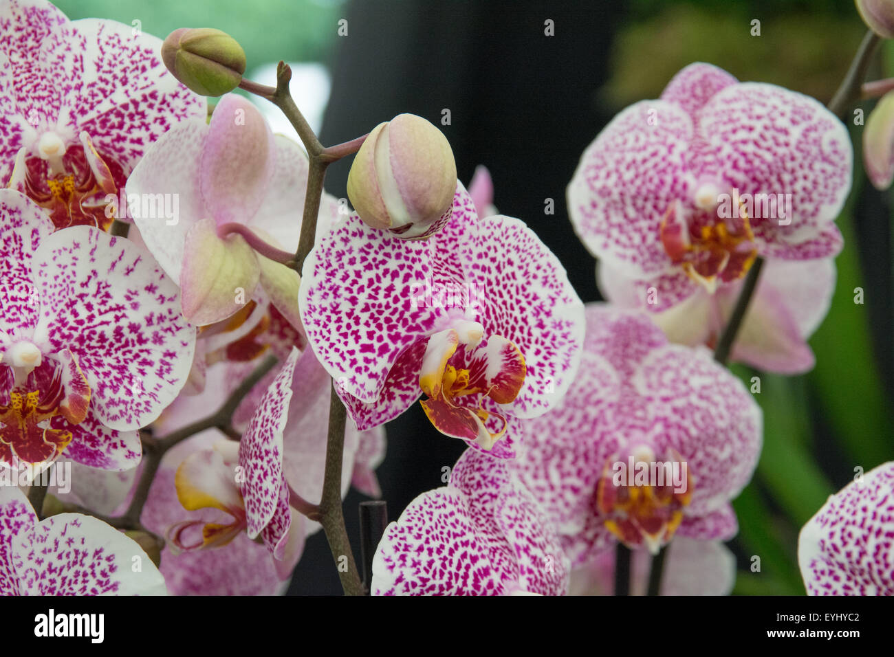 phalaenopsis sanoma spots Stock Photo