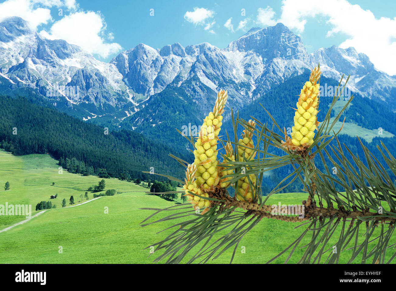Kiefer; Pinus; sylvestris; Berge, Gebirge, Mountains, Stock Photo