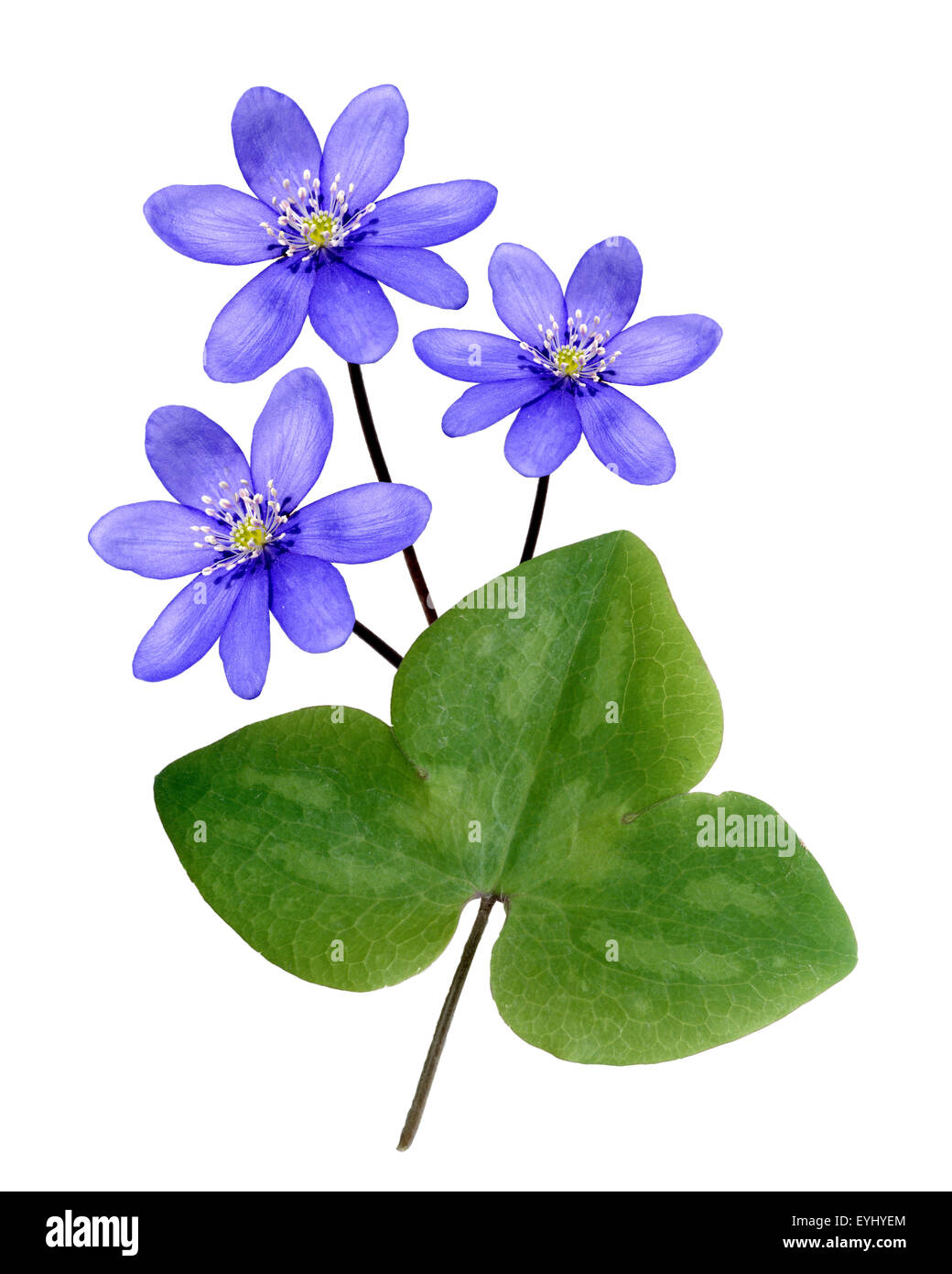 Leberbluemchen, Hepatica, nobilis, Winterblueher, Anemone hepatica, blaue blueten, blau, Blume des Jahres 2013, - Stock Photo