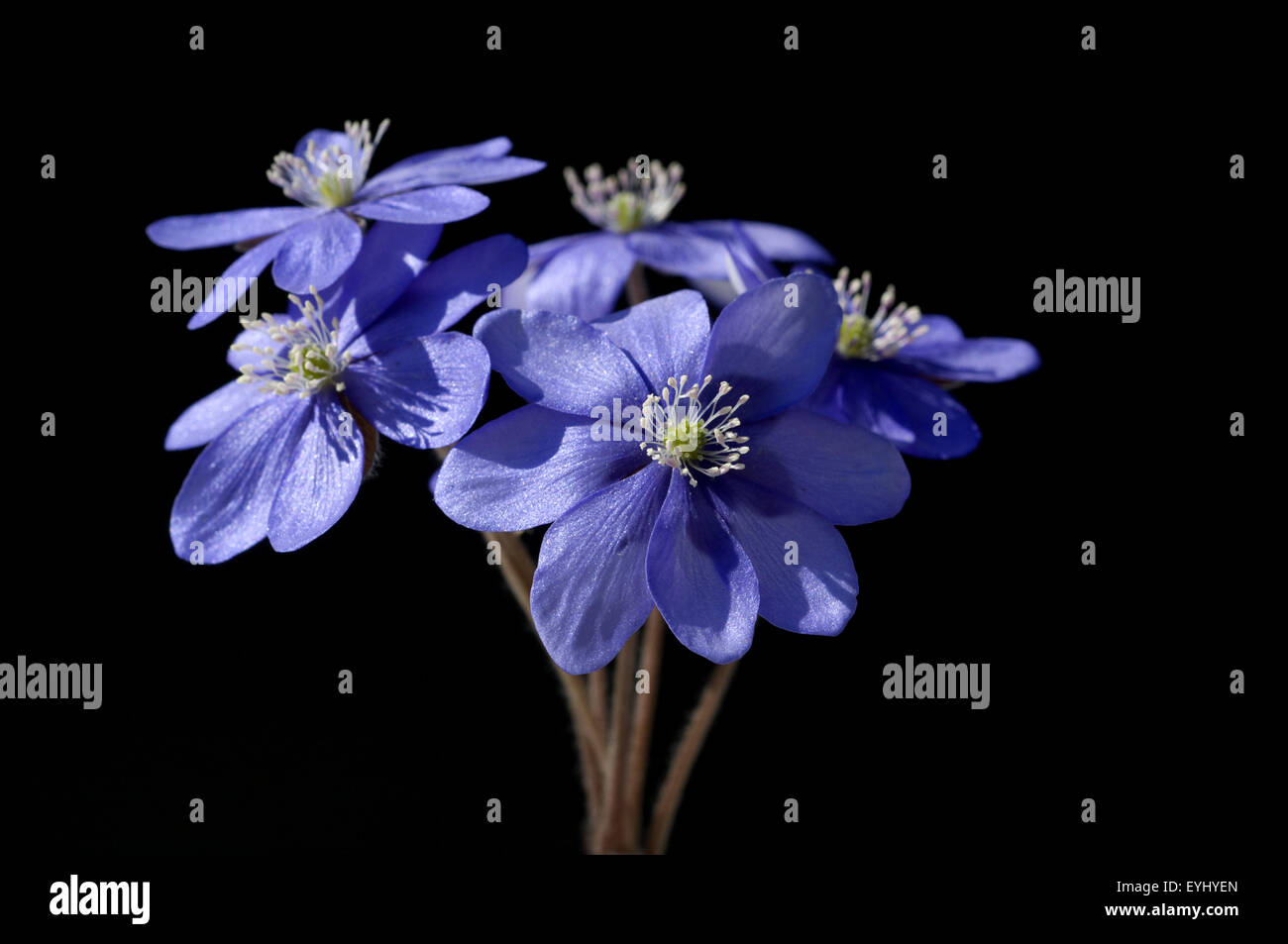 Leberbluemchen, Hepatica, nobilis, Winterblueher, Anemone hepatica, blaue blueten, blau, Blume des Jahres 2013, - Stock Photo