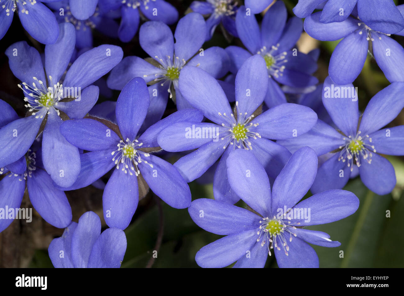 Leberbluemchen, Hepatica, nobilis, Winterblueher, Anemone hepatica, blaue blueten, blau, Blume des Jahres 2013, - Stock Photo