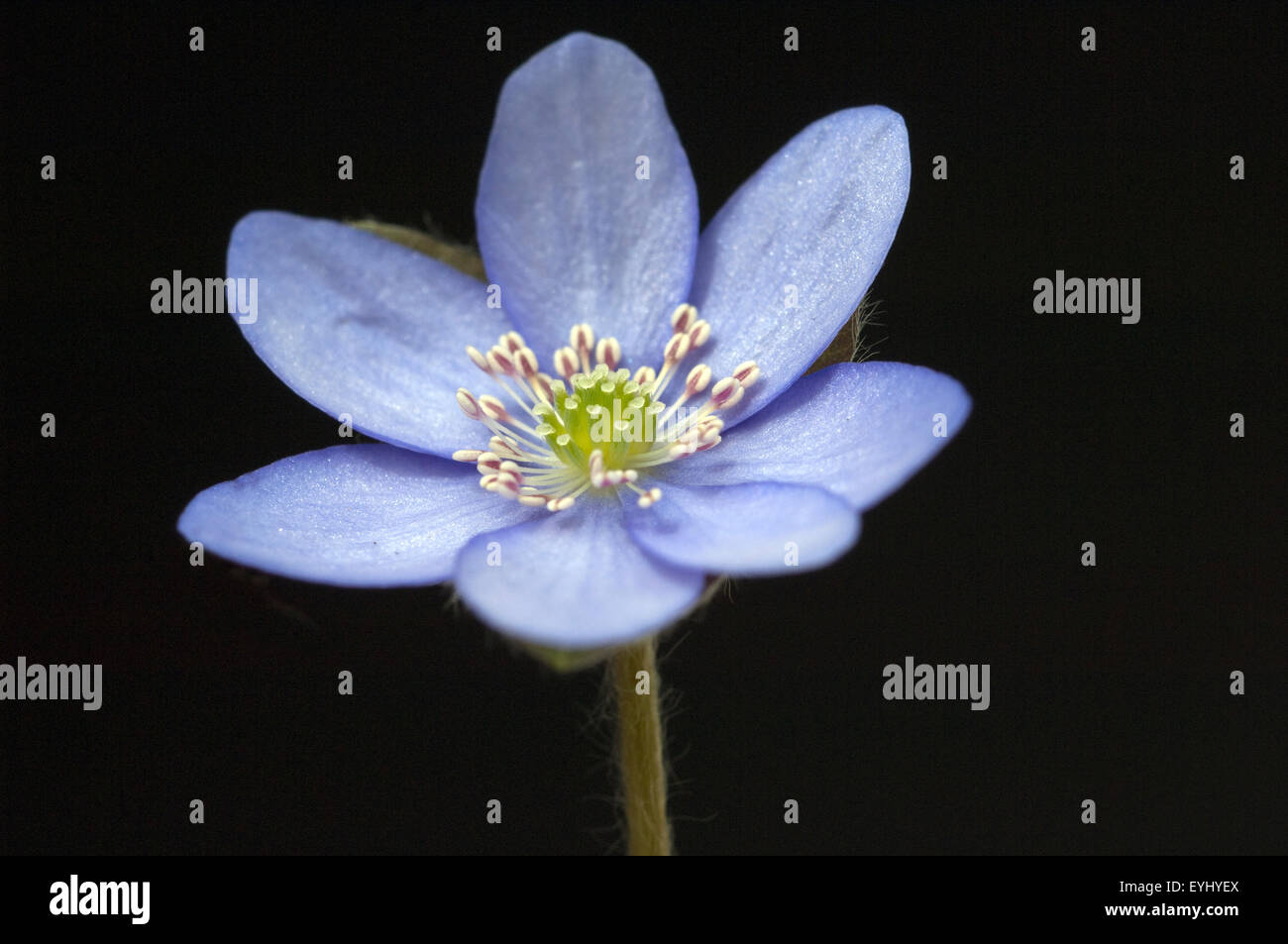Leberbluemchen; Hepatica; nobilis; Stock Photo