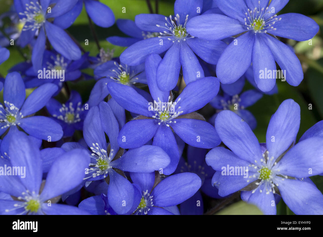 Leberbluemchen, Hepatica, nobilis, Winterblueher, Anemone hepatica, blaue blueten, blau, Blume des Jahres 2013, - Stock Photo