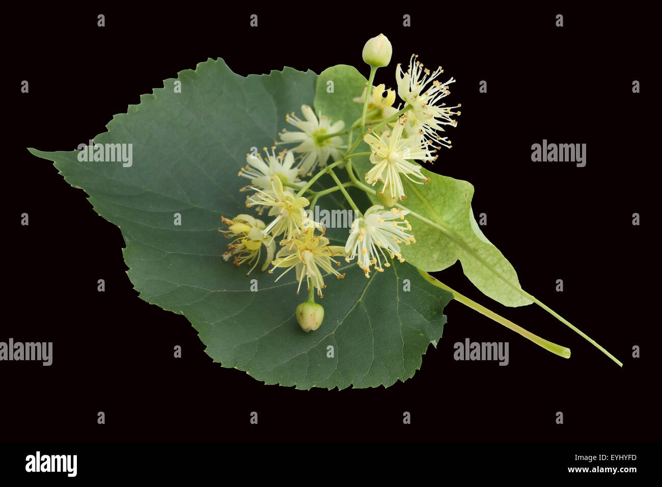 Lindenblueten; Tilia platyphyllos; Lindenblatt; Stock Photo