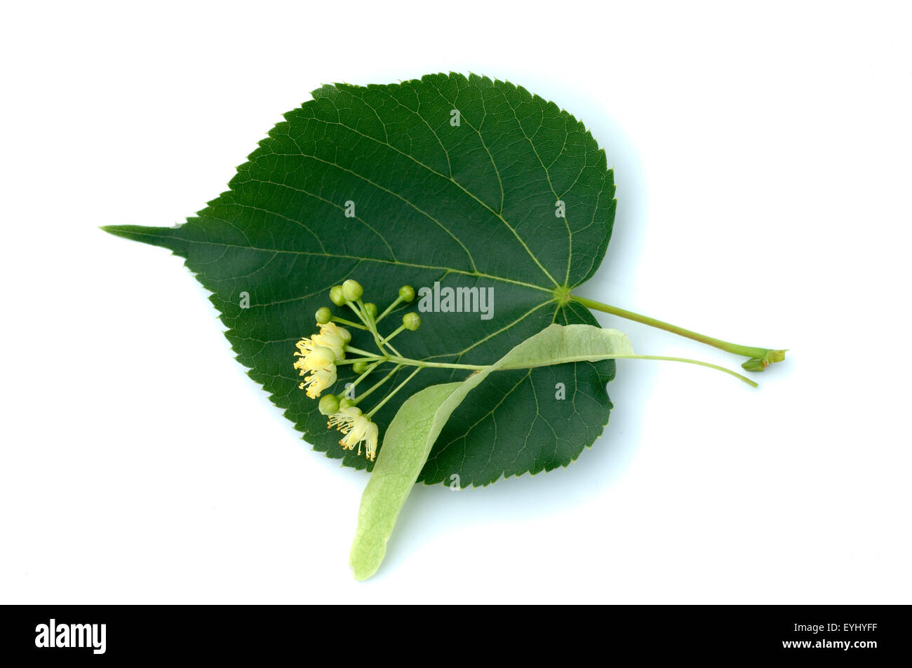 Lindenblueten, Tilia platyphyllos, Stock Photo