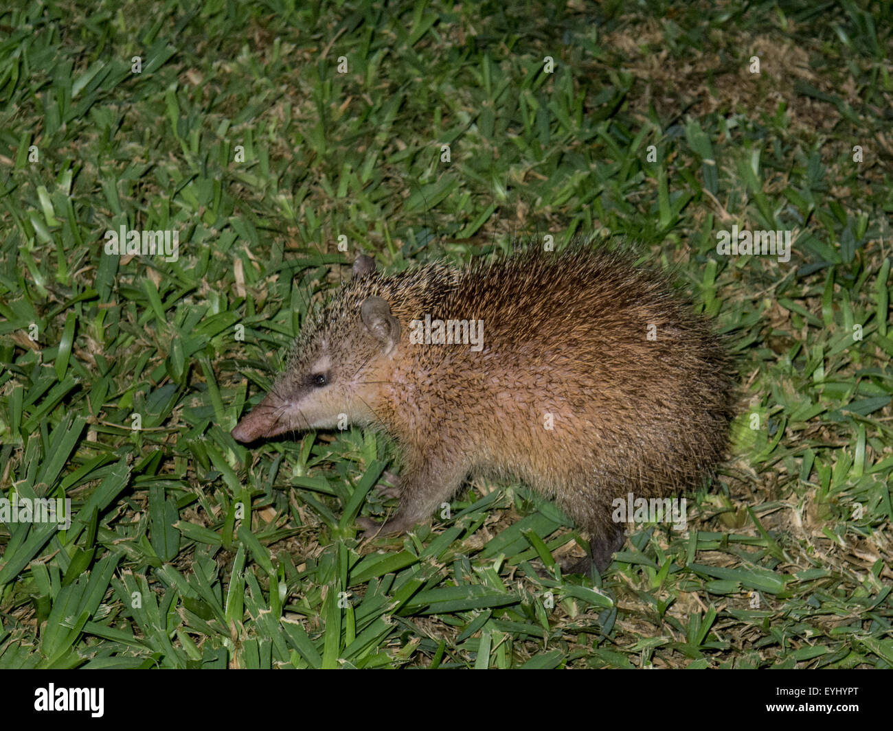 Fauna of mauritius hi-res stock photography and images - Alamy