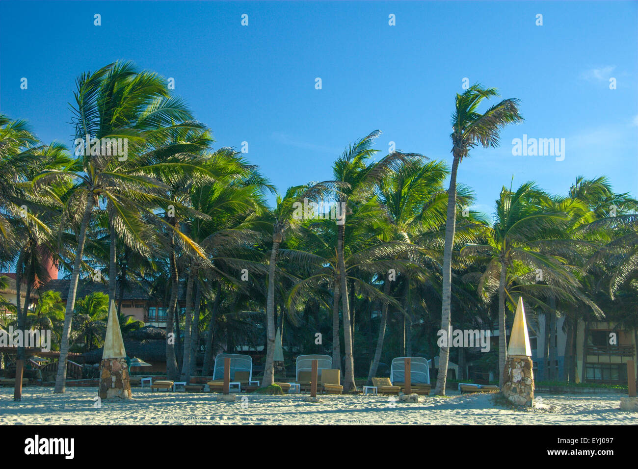 A line of coconut palm trees in Beach Park, Fortaleza, Ceará, Brazil. Stock Photo