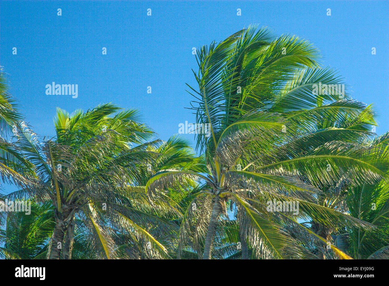 A line of coconut palm trees in Beach Park, Fortaleza, Ceará, Brazil