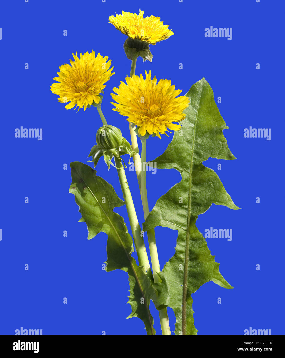 Loewenzahn; Taraxacum, officinale; Wiesenpflanze, Wildgemuese, Stock Photo