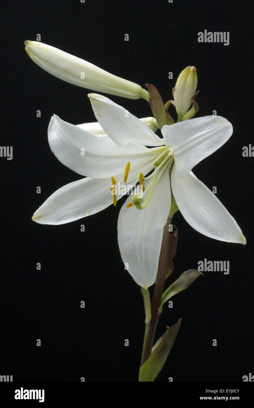 Madonnen-Lilie, Lilium candidum, Stock Photo