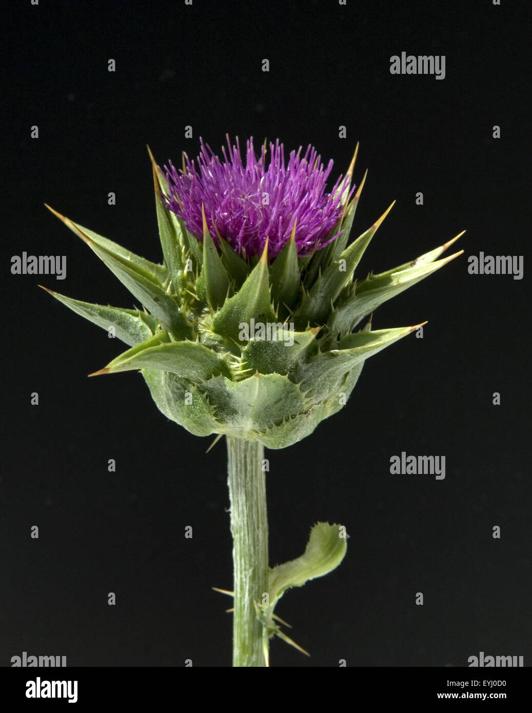 Mariendistel; Silybum marianum Stock Photo
