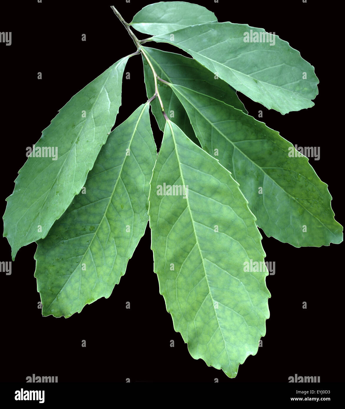 Matestrauch; Ilex; paraguariensis; Stock Photo