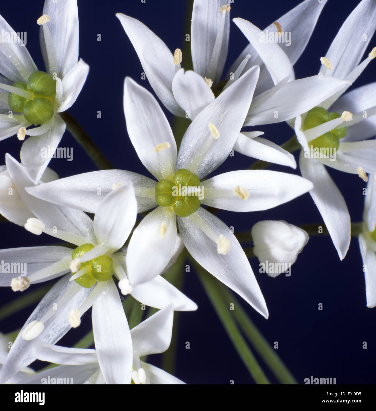 Milchstern, Ornithogalum umbellatum, Stern von Bethlehem, Doldenmilchstern, Stock Photo