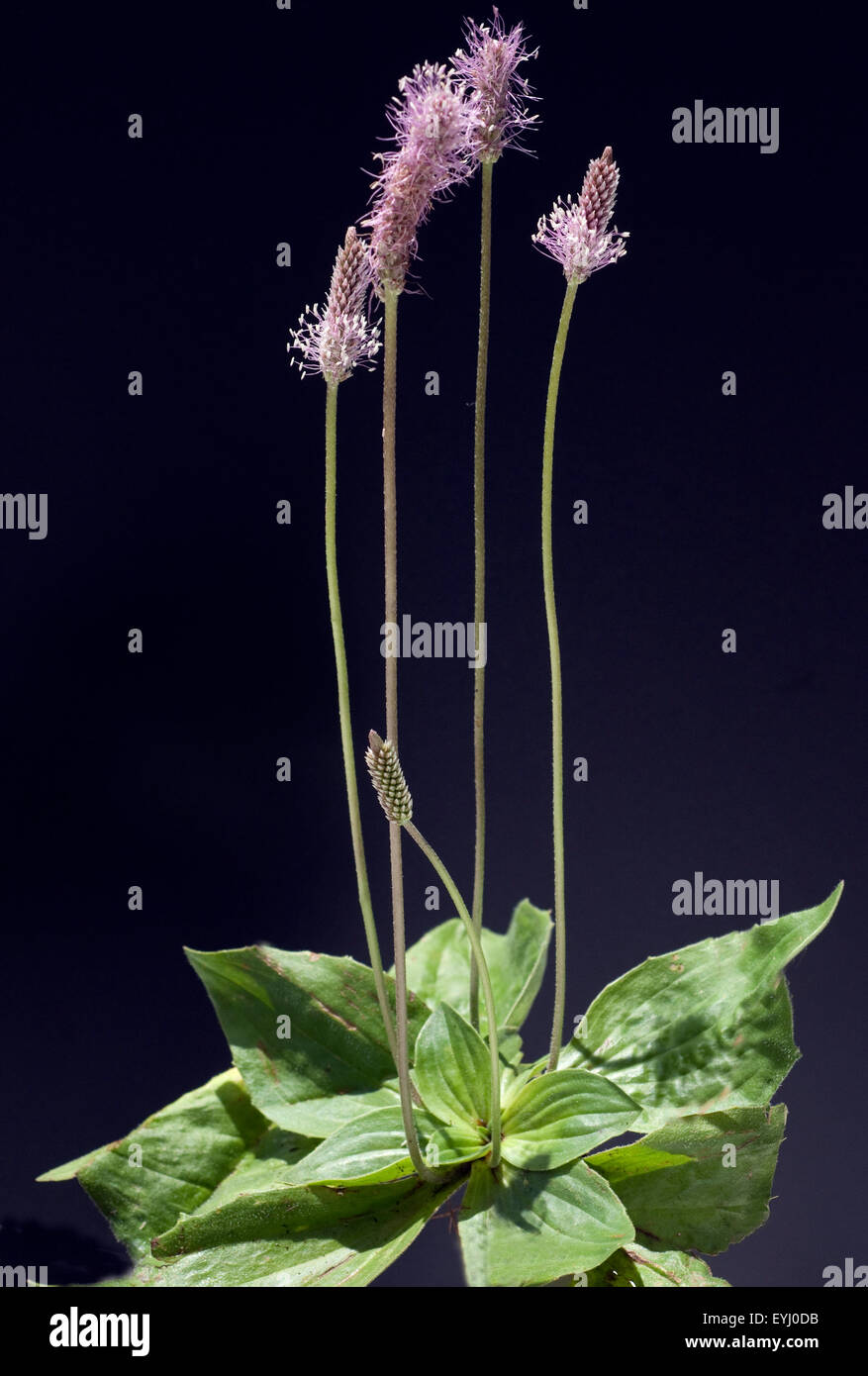 Mittlerer, Wegerich, Plantago, media, Stock Photo