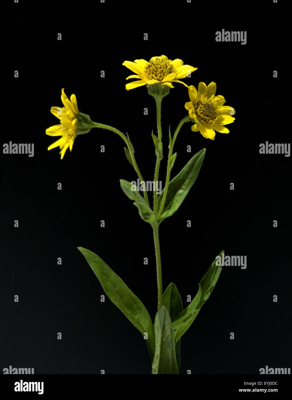 Arnika; Arnica chamissonis; Wiesenarnika; Nordamerikanisches Arnika; Stock Photo