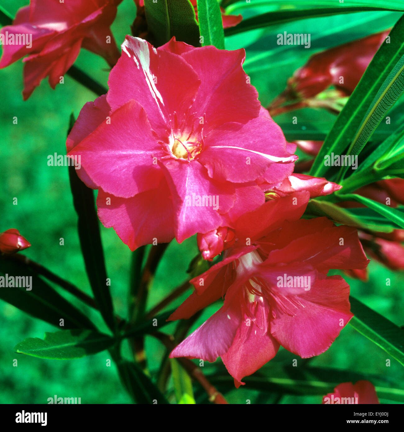 Oleander, Nerium Oleander, Giftpflanze, Stock Photo