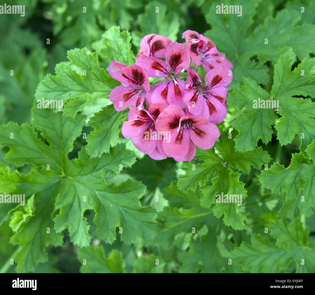 Pelargonium; Apricot Delight Stock Photo