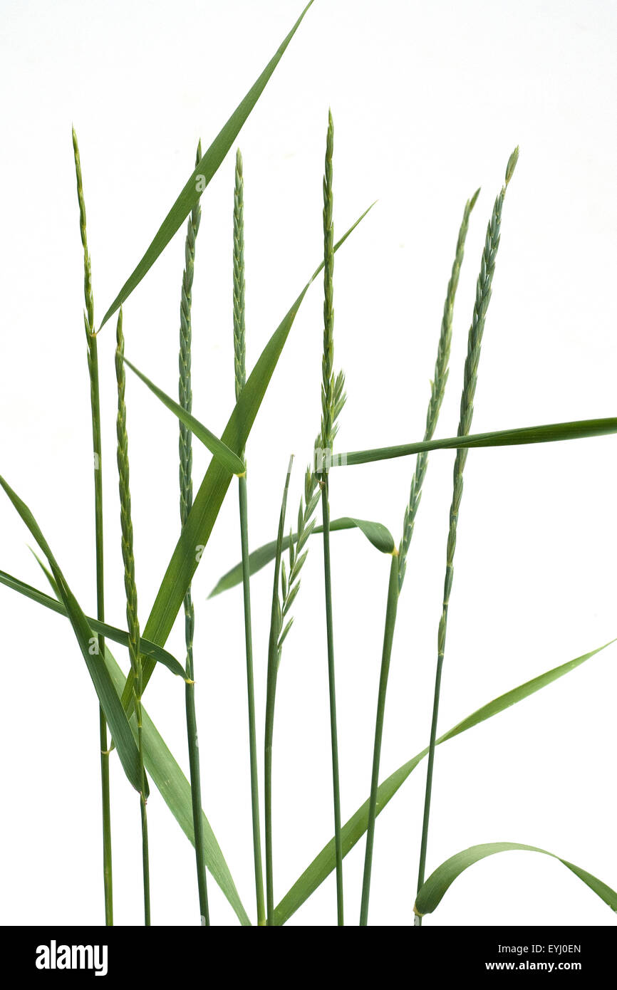 Quecke, Agropyron, repens, Stock Photo