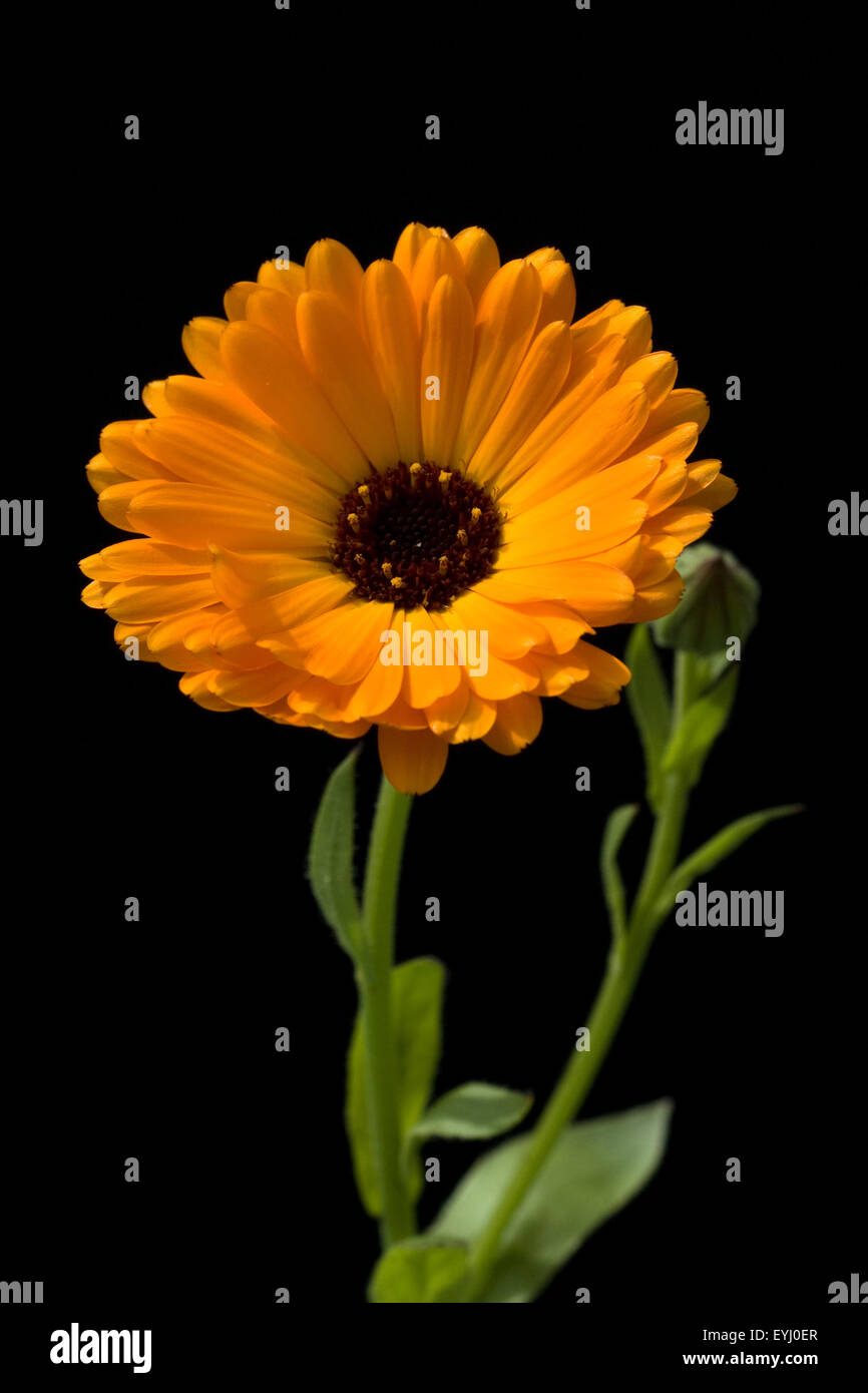 Ringelblume, Calendula Officinalis, Stock Photo