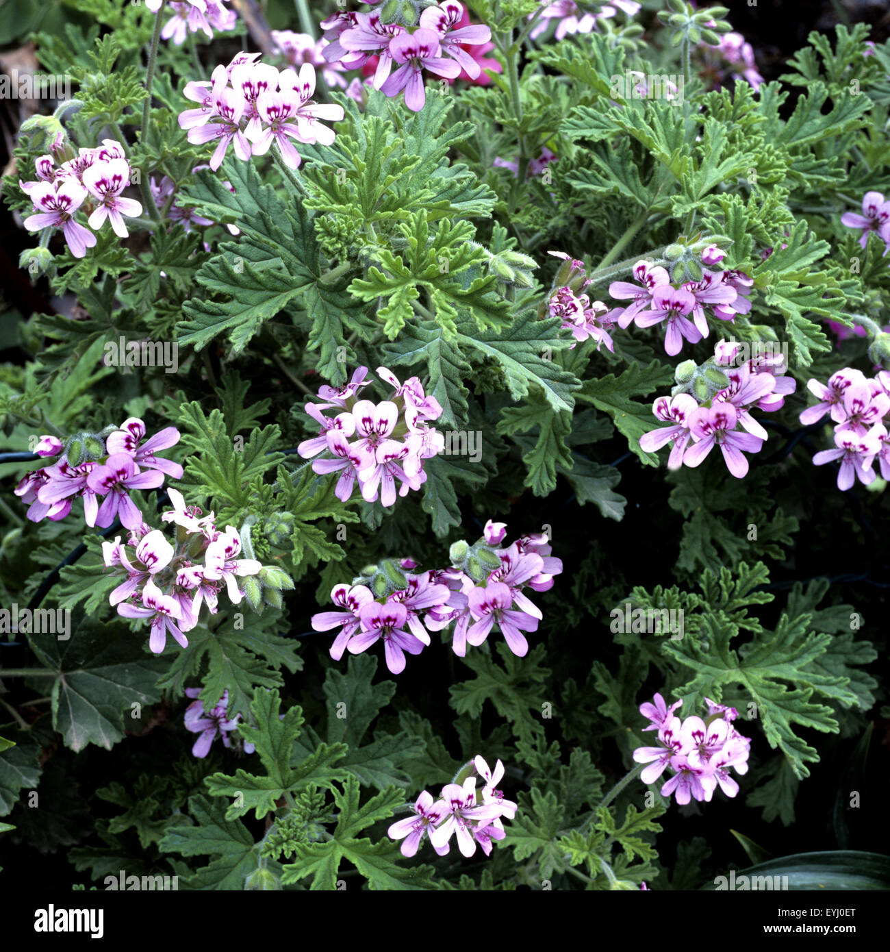 Rosengeranie, Pelargonium graveolens, Heilpflanzen,  - Stock Photo