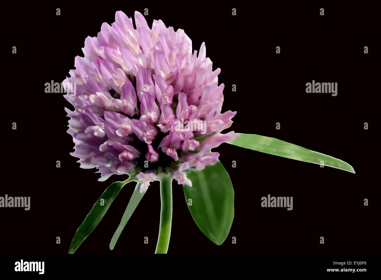 Rotklee, Trifolium, pratense Stock Photo