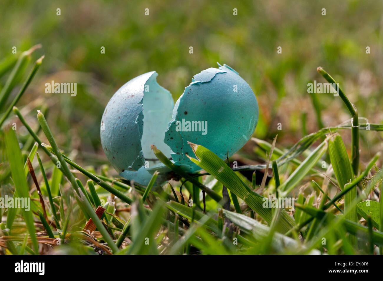 Empty broken bluishgreen egg of common blackbird (Turdus merula) on