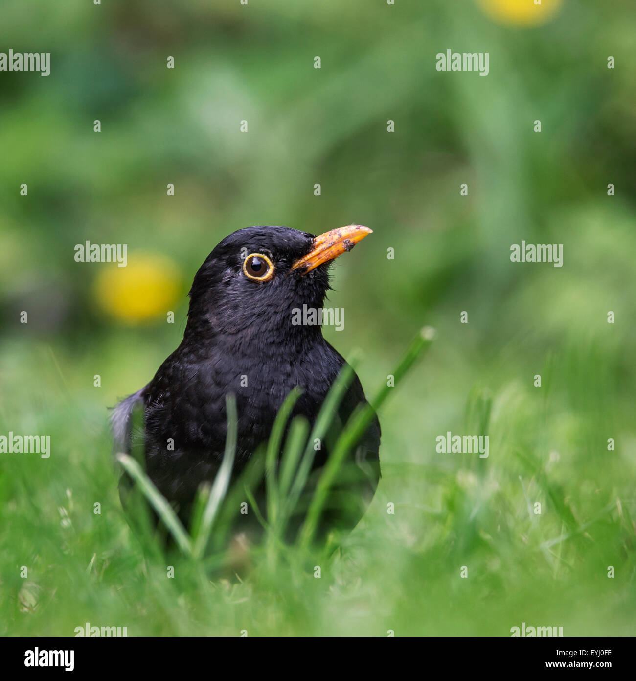 Common blackbird (Turdus merula) male foraging in grass on the ground Stock Photo