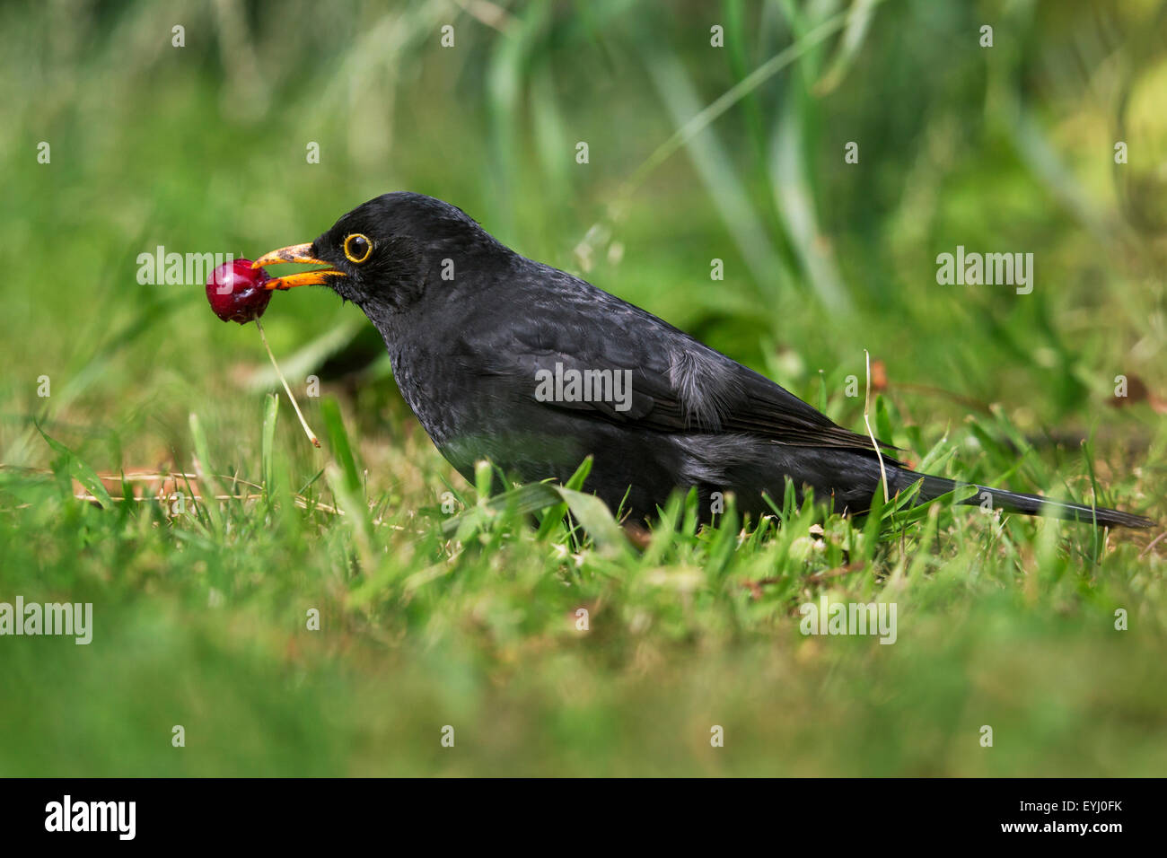 Common blackbird (Turdus merula) male eating cherry on the ground in garden Stock Photo