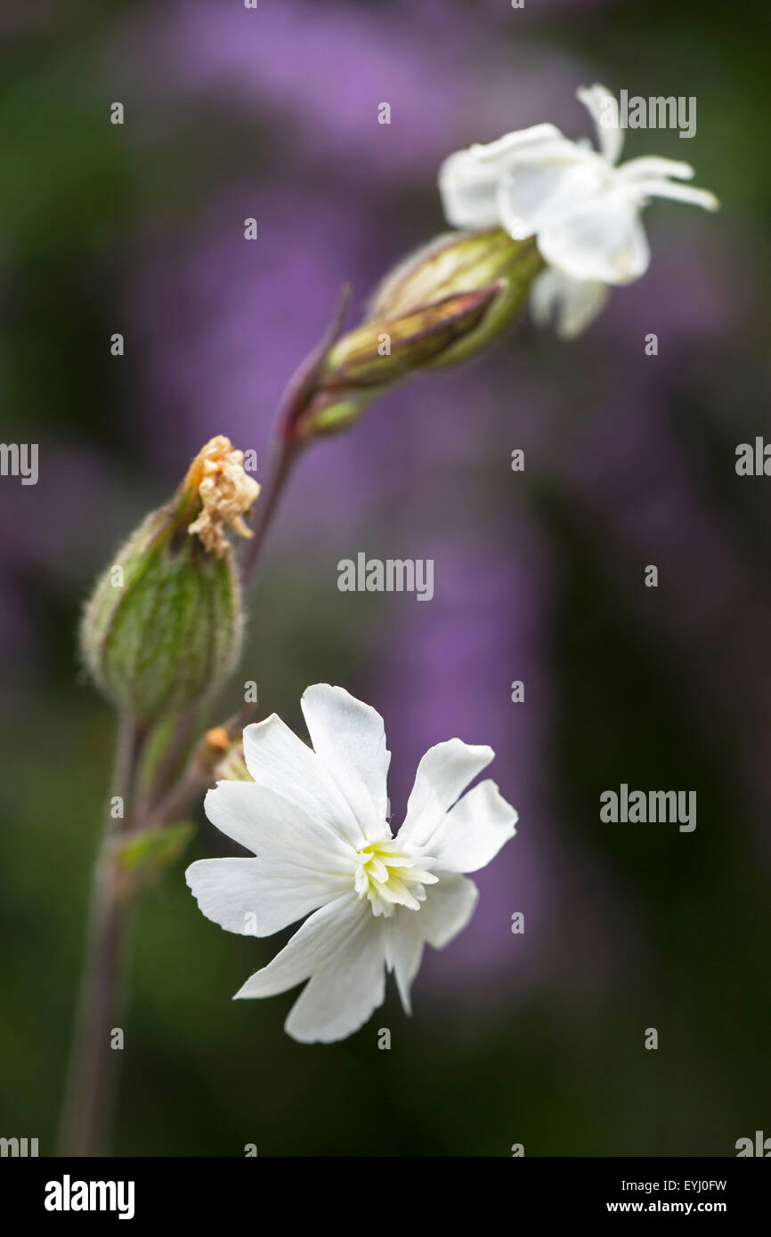 White campion (Silene latifolia / Melandrium album / Silene pratensis) in flower Stock Photo