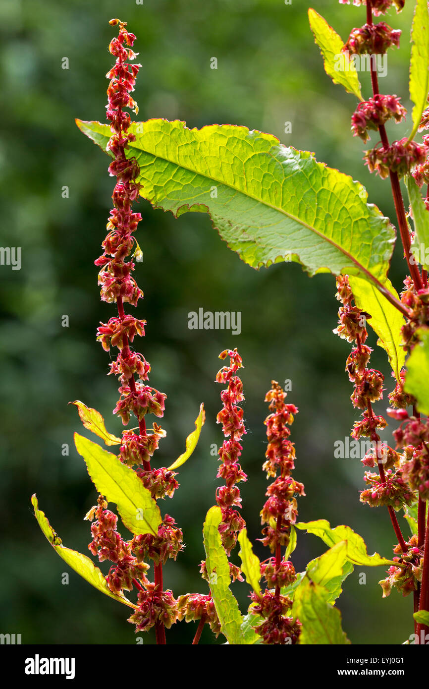 Broad-leaved dock / bitter dock / bluntleaf dock / dock leaf / butter dock (Rumex obtusifolius) Stock Photo