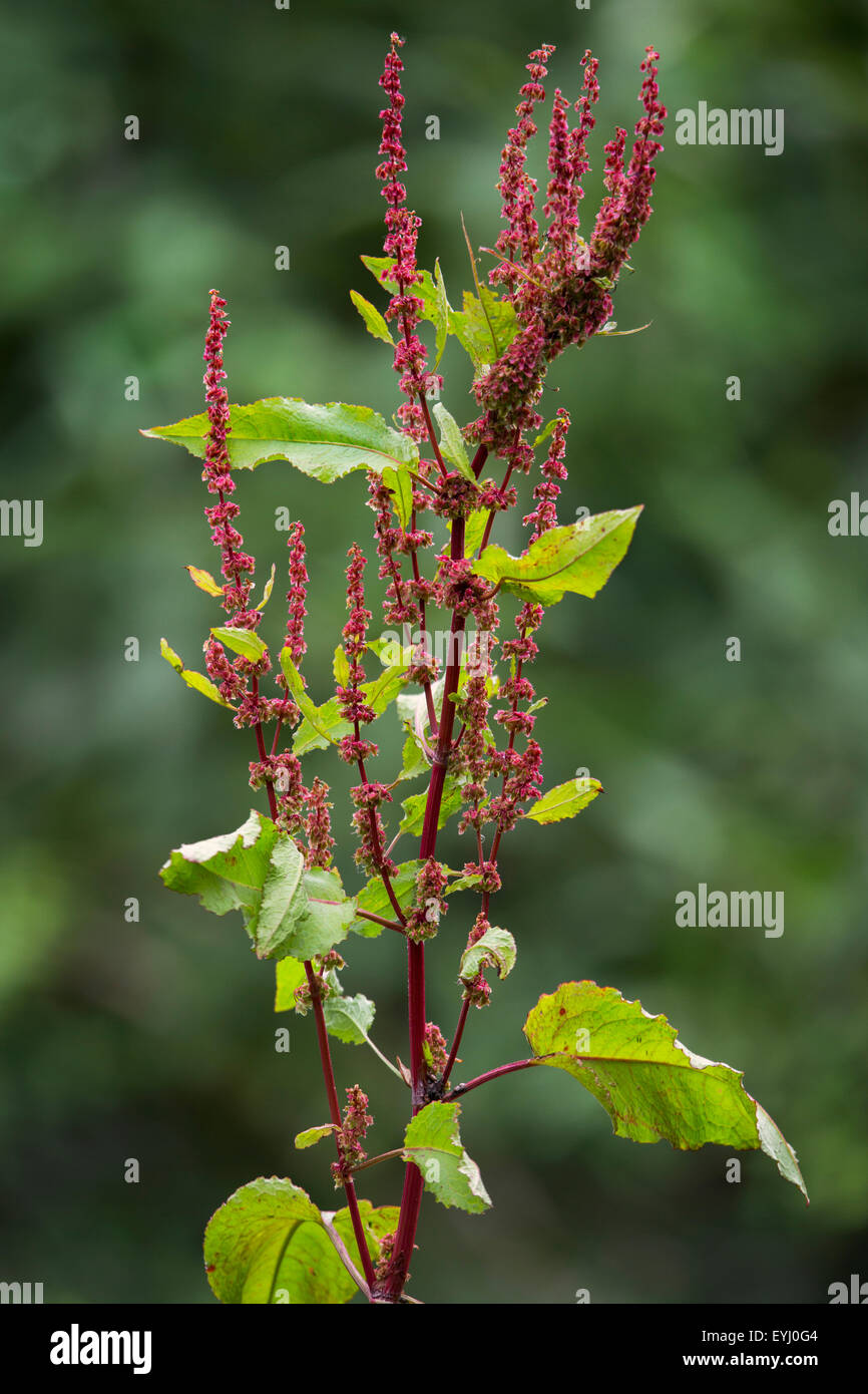 Broad-leaved dock / bitter dock / bluntleaf dock / dock leaf / butter dock (Rumex obtusifolius) Stock Photo