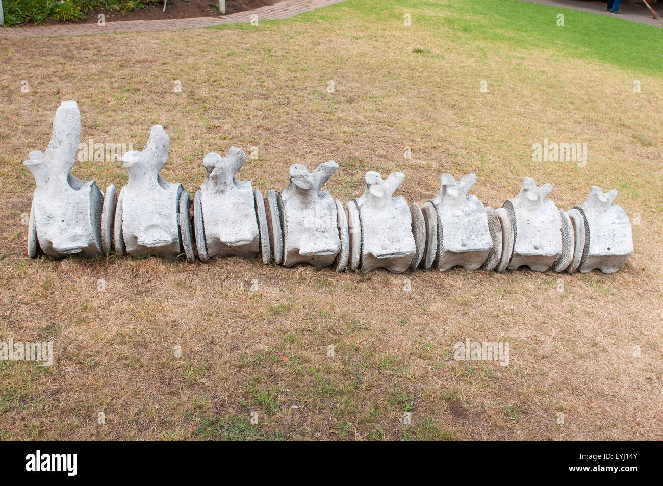 Whale vertebrae on display in the garden of the Diaz Museum in Mosselbay, South Africa Stock Photo