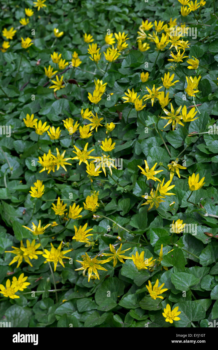 Lesser celandines (Ranunculus ficaria subsp. bulbilifer / Ficaria verna subsp. bulbifer) in flower Stock Photo